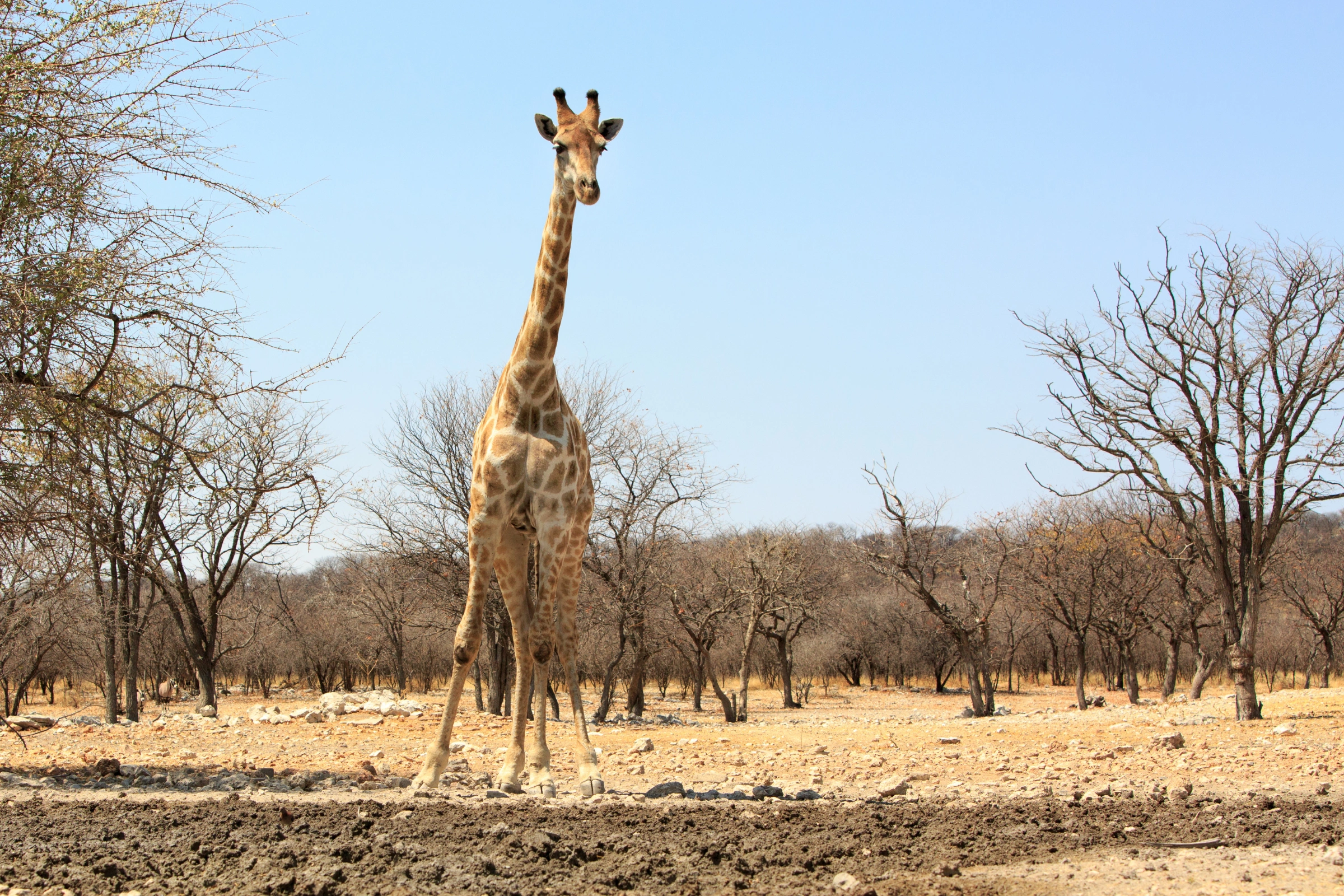 Ongava_Game_Reserve[1].webp